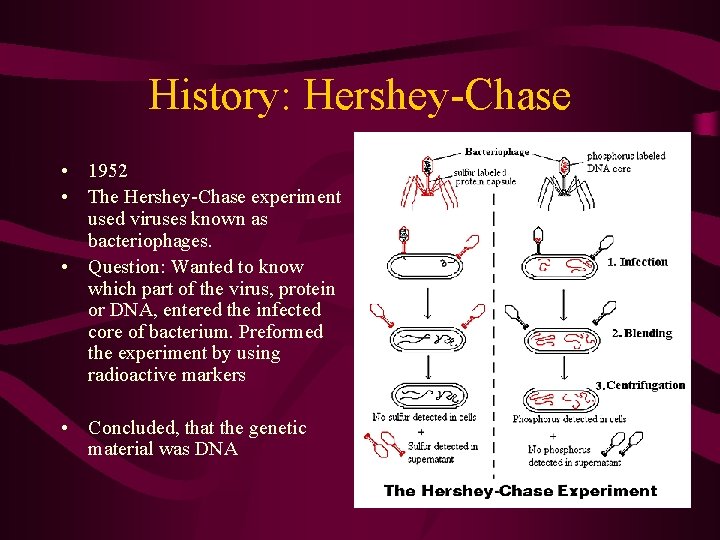 History: Hershey-Chase • 1952 • The Hershey-Chase experiment used viruses known as bacteriophages. •