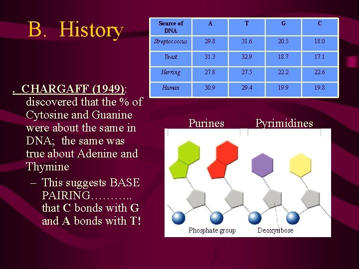 B. History. CHARGAFF (1949): discovered that the % of Cytosine and Guanine were about