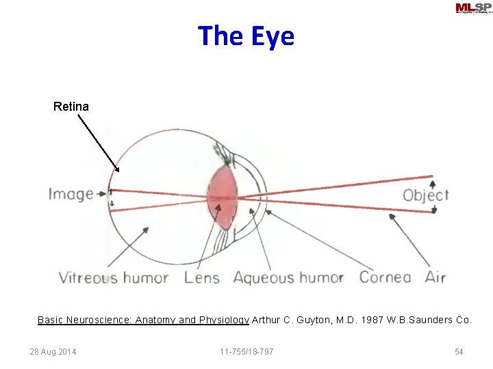 The Eye Retina Basic Neuroscience: Anatomy and Physiology Arthur C. Guyton, M. D. 1987