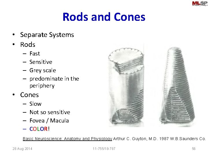 Rods and Cones • Separate Systems • Rods – – Fast Sensitive Grey scale