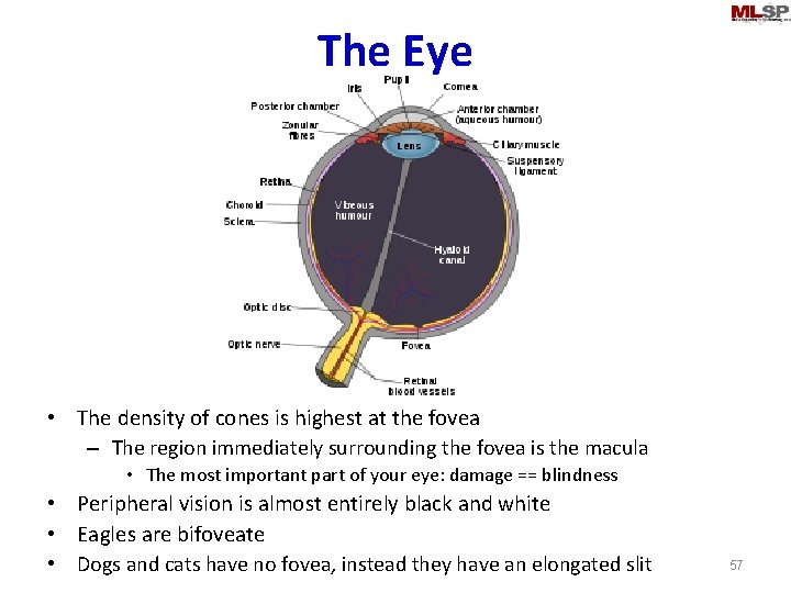 The Eye • The density of cones is highest at the fovea – The