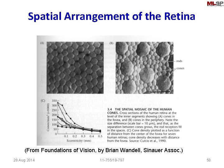 Spatial Arrangement of the Retina (From Foundations of Vision, by Brian Wandell, Sinauer Assoc.