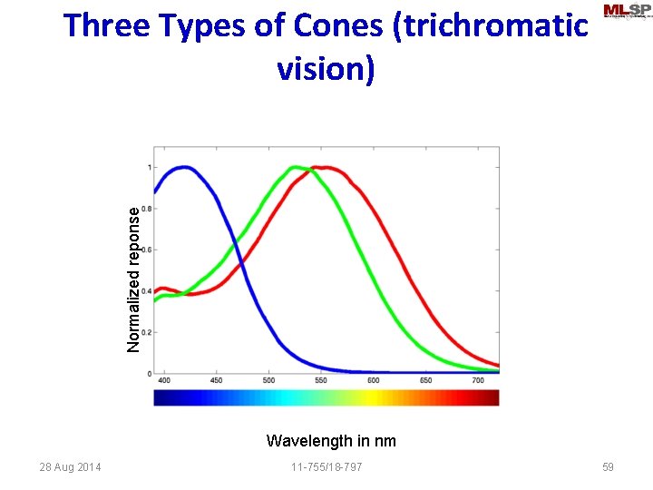 Normalized reponse Three Types of Cones (trichromatic vision) Wavelength in nm 28 Aug 2014