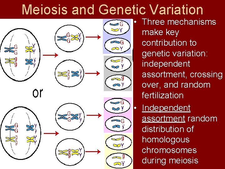 Meiosis and Genetic Variation • Three mechanisms make key contribution to genetic variation: independent