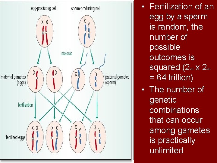  • Fertilization of an egg by a sperm is random, the number of