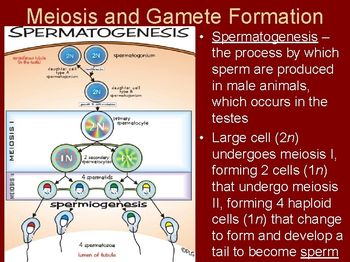 Meiosis and Gamete Formation • Spermatogenesis – the process by which sperm are produced