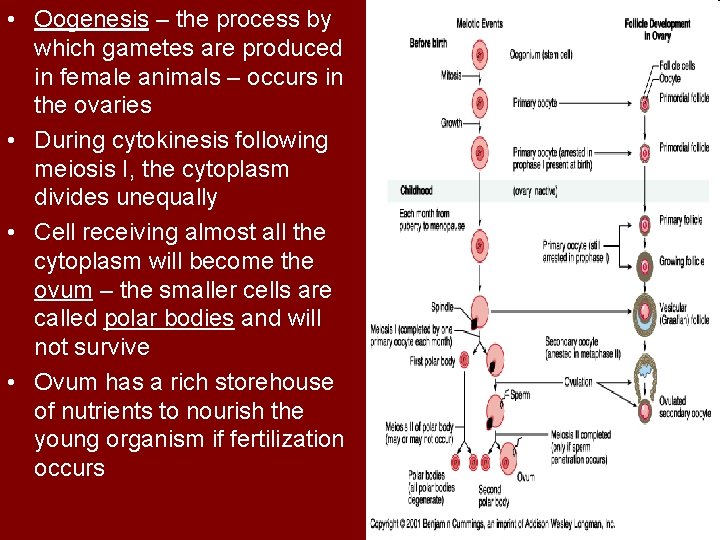 • Oogenesis – the process by which gametes are produced in female animals