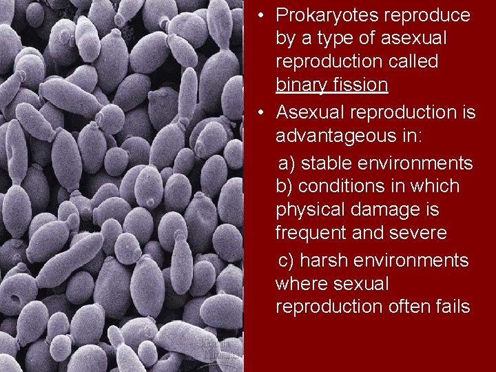  • Prokaryotes reproduce by a type of asexual reproduction called binary fission •
