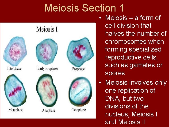Meiosis Section 1 • Meiosis – a form of cell division that halves the