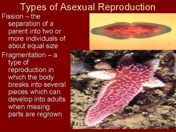 Types of Asexual Reproduction Fission – the separation of a parent into two or