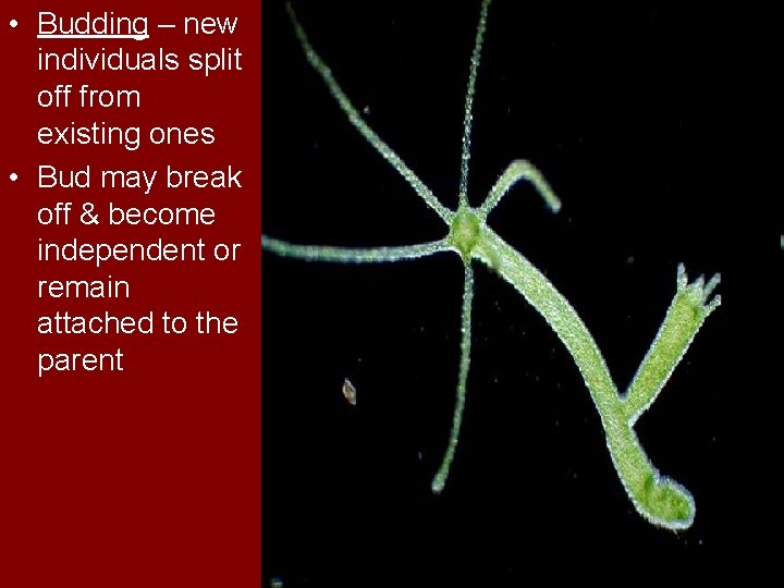  • Budding – new individuals split off from existing ones • Bud may