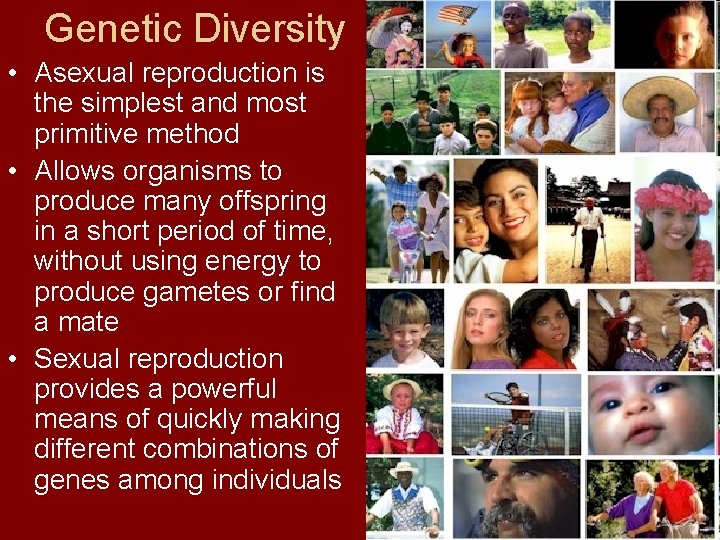 Genetic Diversity • Asexual reproduction is the simplest and most primitive method • Allows