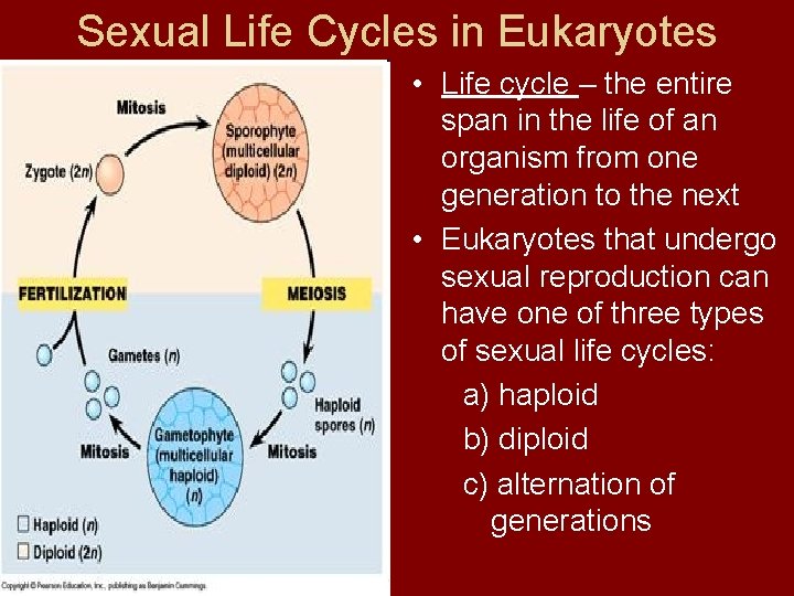 Sexual Life Cycles in Eukaryotes • Life cycle – the entire span in the