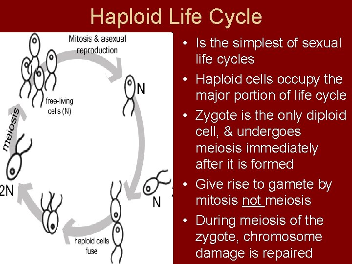 Haploid Life Cycle • Is the simplest of sexual life cycles • Haploid cells