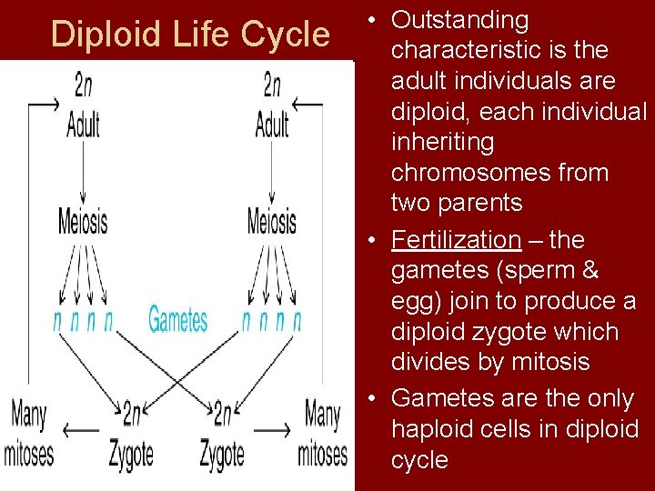 Diploid Life Cycle • Outstanding characteristic is the adult individuals are diploid, each individual
