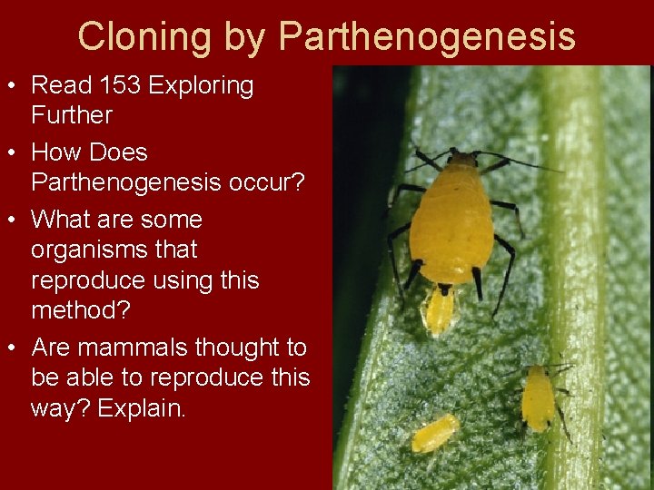 Cloning by Parthenogenesis • Read 153 Exploring Further • How Does Parthenogenesis occur? •