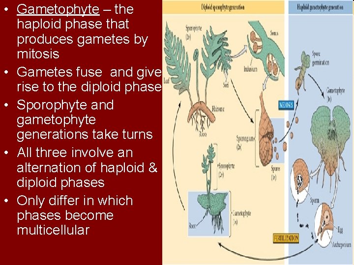  • Gametophyte – the haploid phase that produces gametes by mitosis • Gametes