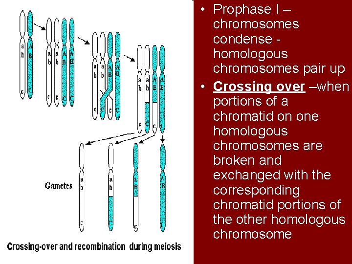  • Prophase I – chromosomes condense homologous chromosomes pair up • Crossing over