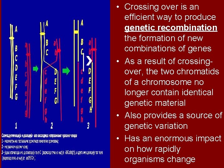  • Crossing over is an efficient way to produce genetic recombination the formation