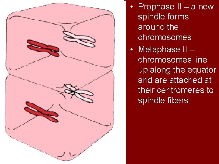  • Prophase II – a new spindle forms around the chromosomes • Metaphase