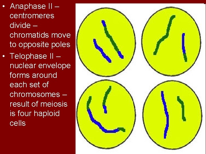  • Anaphase II – centromeres divide – chromatids move to opposite poles •