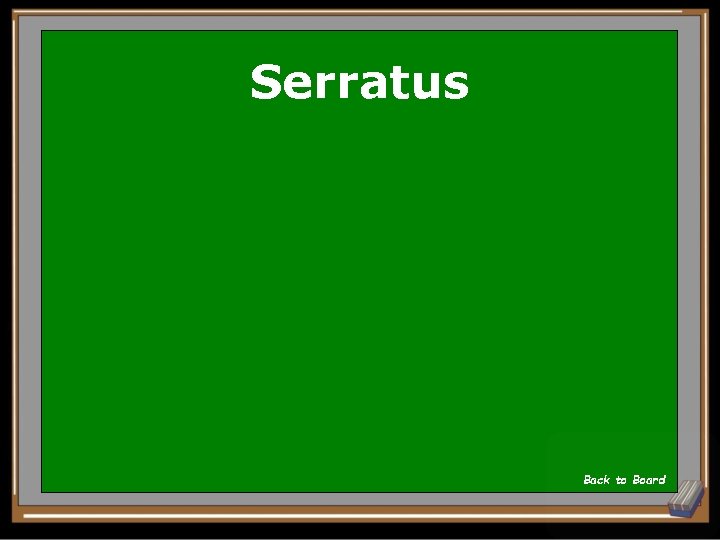 Serratus Back to Board 