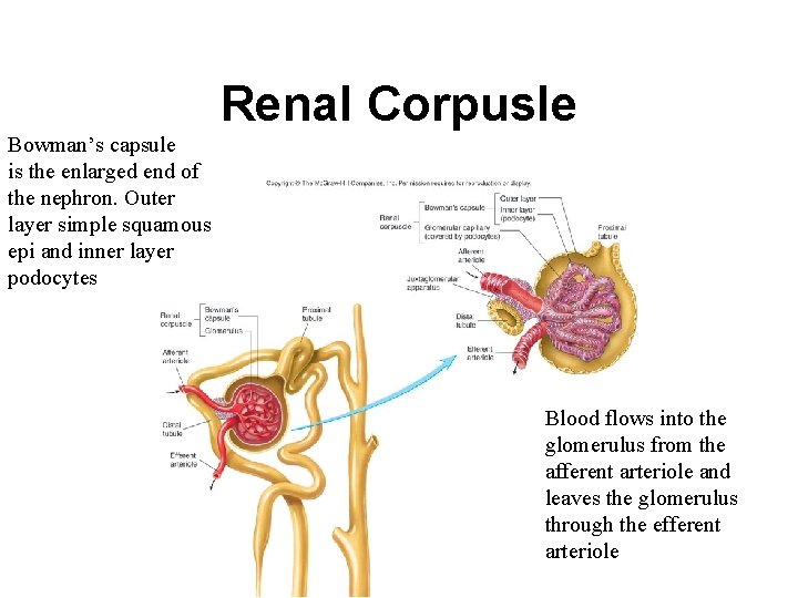 Renal Corpusle Bowman’s capsule is the enlarged end of the nephron. Outer layer simple
