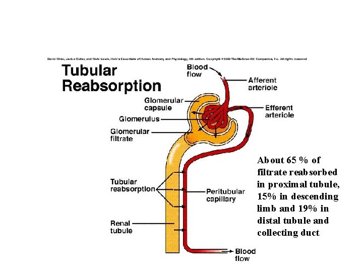 About 65 % of filtrate reabsorbed in proximal tubule, 15% in descending limb and