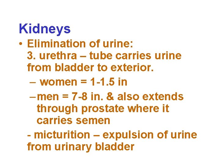 Kidneys • Elimination of urine: 3. urethra – tube carries urine from bladder to