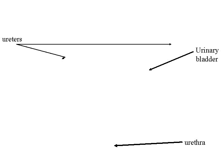 ureters Urinary bladder urethra 