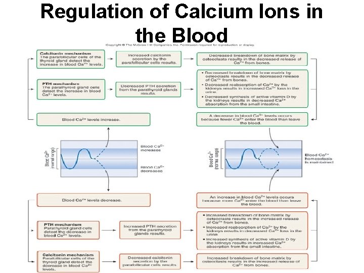 Regulation of Calcium Ions in the Blood 