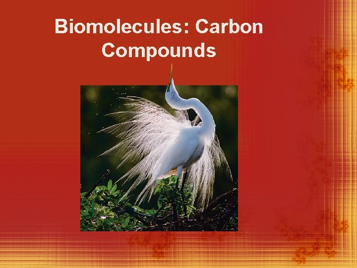 Biomolecules: Carbon Compounds 