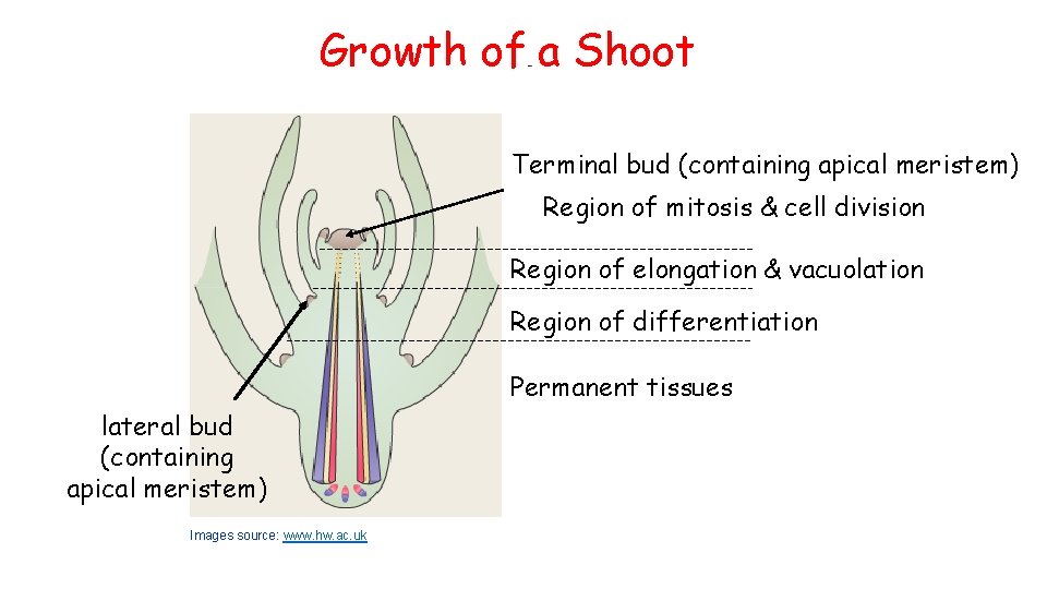 Growth of a Shoot Terminal bud (containing apical meristem) Region of mitosis & cell Growth of a Shoot Terminal bud (containing apical meristem) Region of mitosis & cell