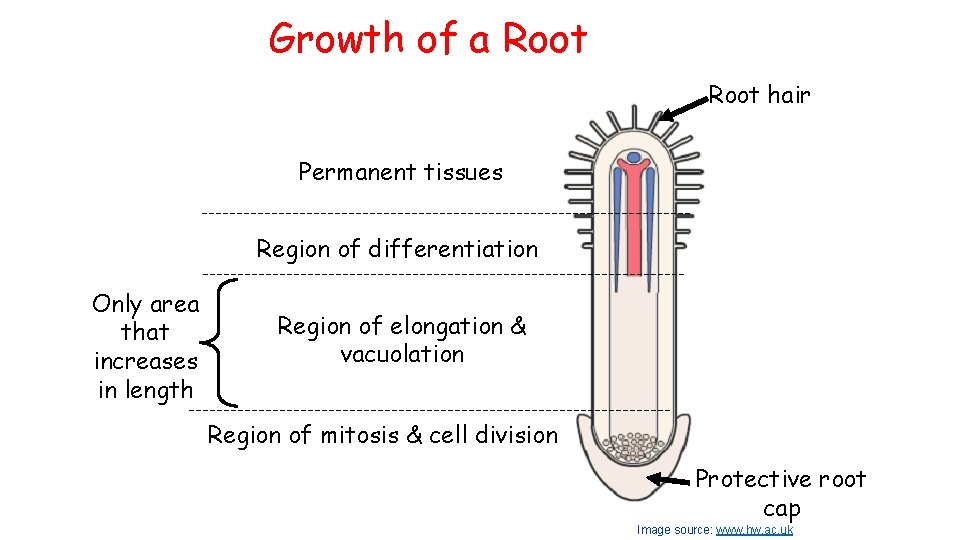Growth of a Root hair Permanent tissues Region of differentiation Only area that increases Growth of a Root hair Permanent tissues Region of differentiation Only area that increases