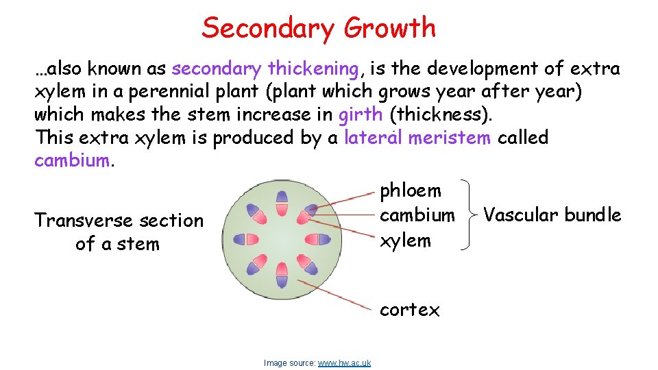 Secondary Growth …also known as secondary thickening, is the development of extra xylem in Secondary Growth …also known as secondary thickening, is the development of extra xylem in