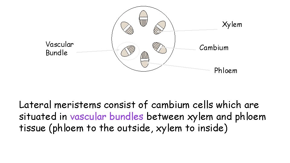 Xylem Vascular Bundle Cambium Phloem Lateral meristems consist of cambium cells which are situated Xylem Vascular Bundle Cambium Phloem Lateral meristems consist of cambium cells which are situated