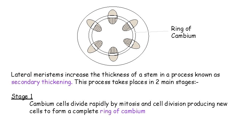 Ring of Cambium Lateral meristems increase thickness of a stem in a process known Ring of Cambium Lateral meristems increase thickness of a stem in a process known