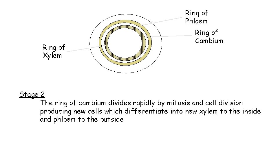 Ring of Phloem Ring of Xylem Ring of Cambium Stage 2 The ring of Ring of Phloem Ring of Xylem Ring of Cambium Stage 2 The ring of