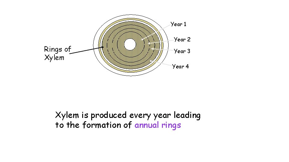 Year 1 Year 2 Rings of Xylem Year 3 Year 4 Xylem is produced Year 1 Year 2 Rings of Xylem Year 3 Year 4 Xylem is produced