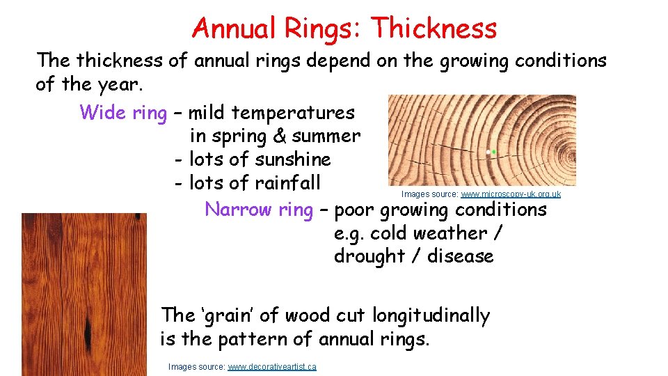 Annual Rings: Thickness The thickness of annual rings depend on the growing conditions of Annual Rings: Thickness The thickness of annual rings depend on the growing conditions of