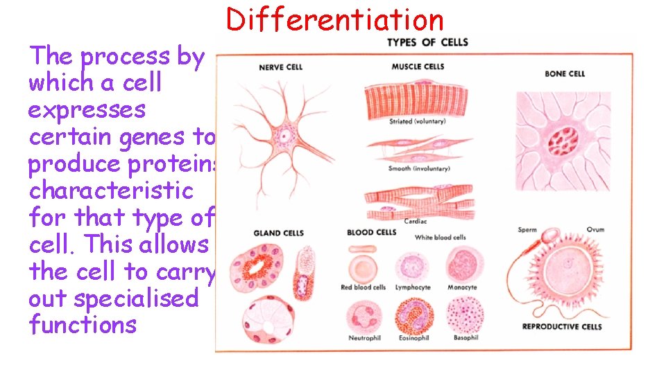 The process by which a cell expresses certain genes to produce proteins characteristic for The process by which a cell expresses certain genes to produce proteins characteristic for