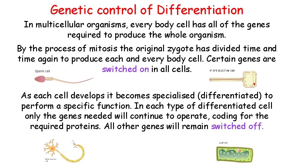 Genetic control of Differentiation In multicellular organisms, every body cell has all of the Genetic control of Differentiation In multicellular organisms, every body cell has all of the