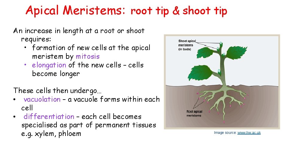 Apical Meristems: root tip & shoot tip An increase in length at a root Apical Meristems: root tip & shoot tip An increase in length at a root