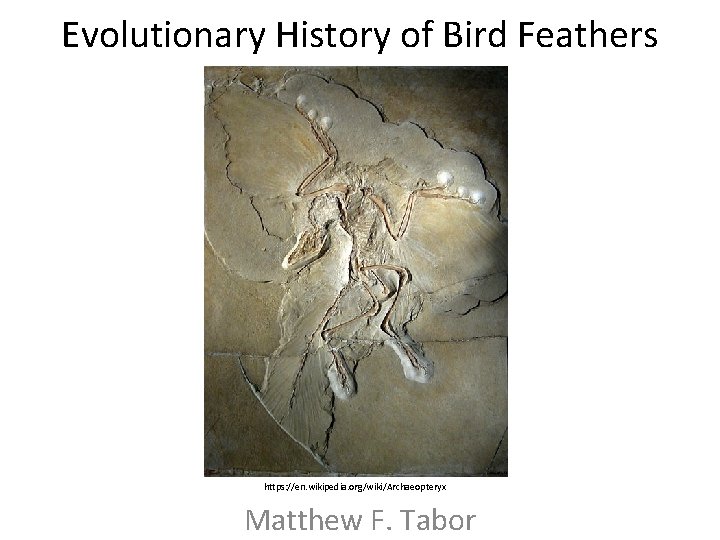 Evolutionary History of Bird Feathers https: //en. wikipedia. org/wiki/Archaeopteryx Matthew F. Tabor 