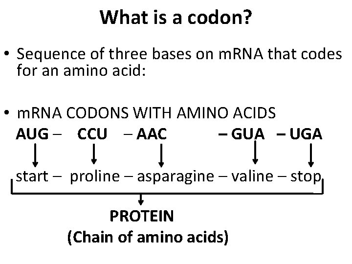 What is a codon? • Sequence of three bases on m. RNA that codes