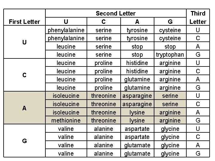 First Letter U C A G U phenylalanine leucine leucine isoleucine methionine valine Second