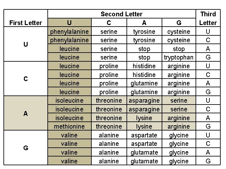 First Letter U C A G U phenylalanine leucine leucine isoleucine methionine valine Second