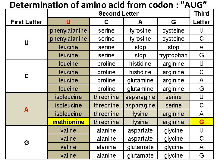 Determination of amino acid from codon : ”AUG” First Letter U C A G