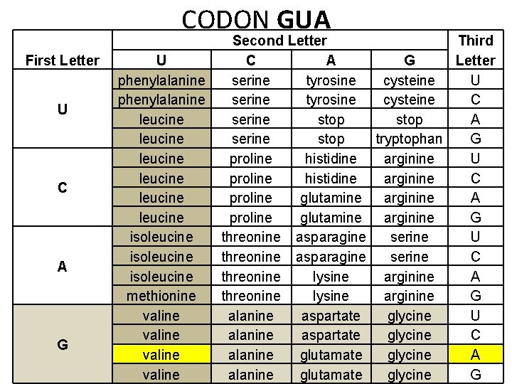 CODON GUA First Letter U C A G U phenylalanine leucine leucine isoleucine methionine