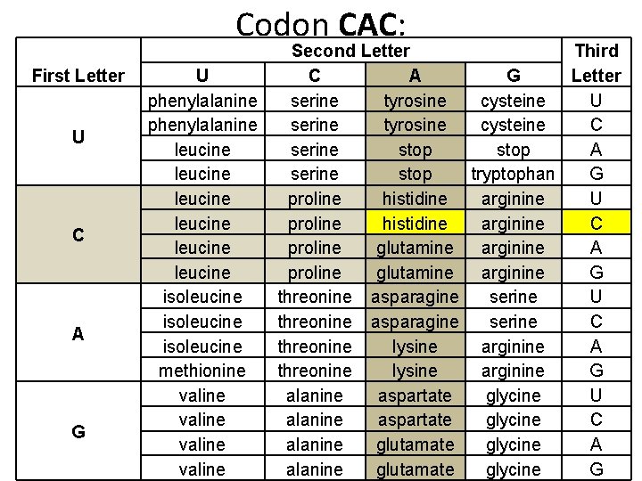 Rna Codon Chart How To Use Codan Chart